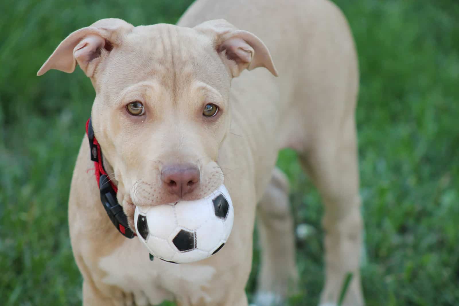 pitbull puppy playing with a ball in the park