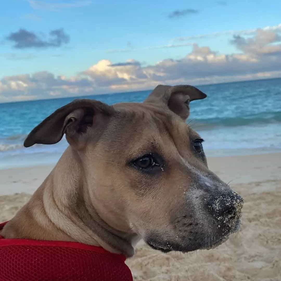 pitbull thai ridgeback mix at the beach