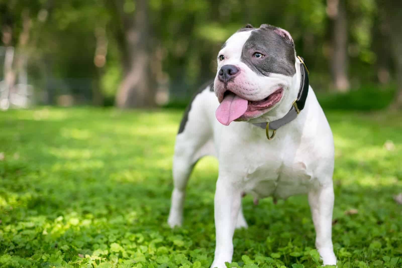 pitbull with ears completely cutted of