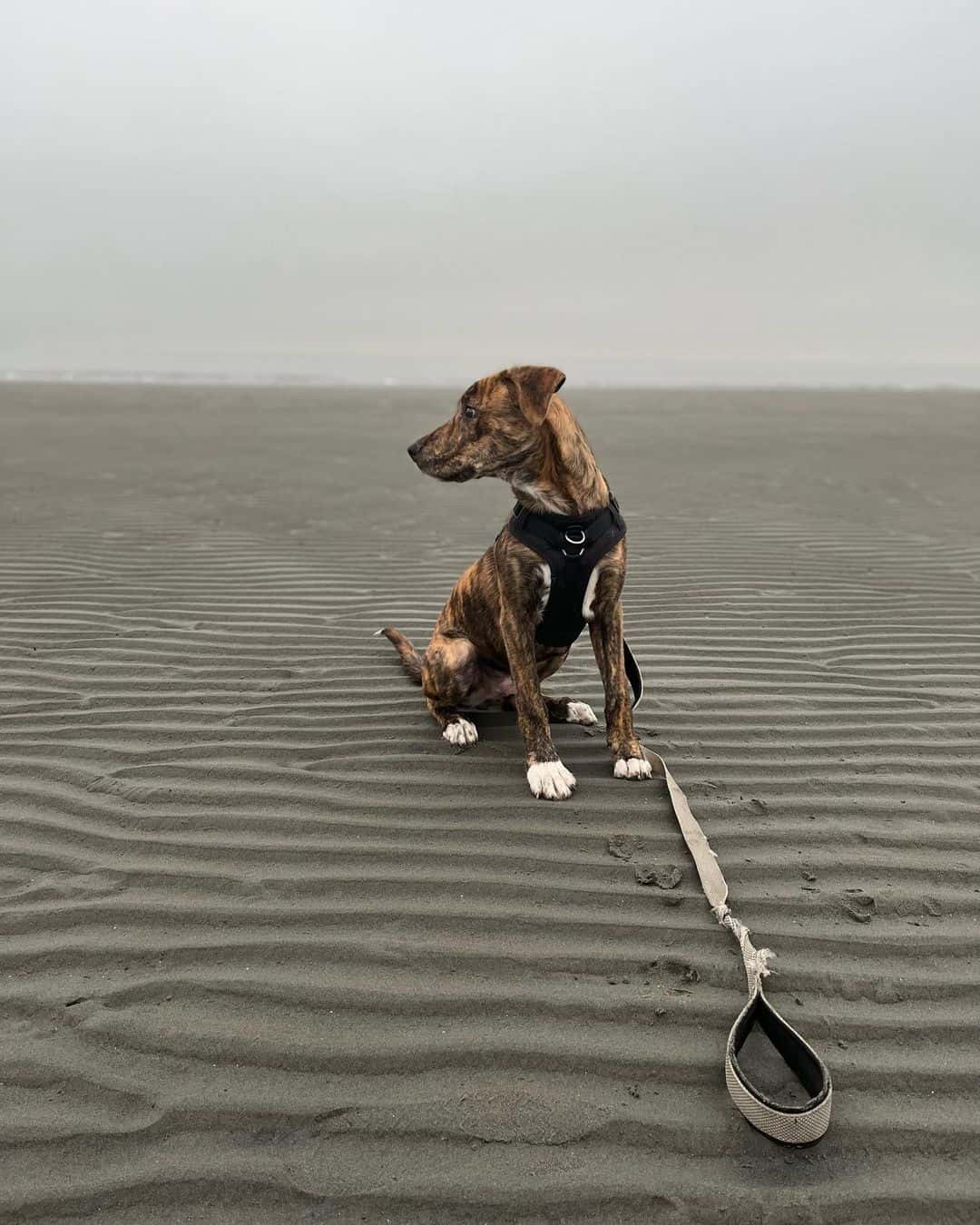 plott hound pitbull mix dog on a leash