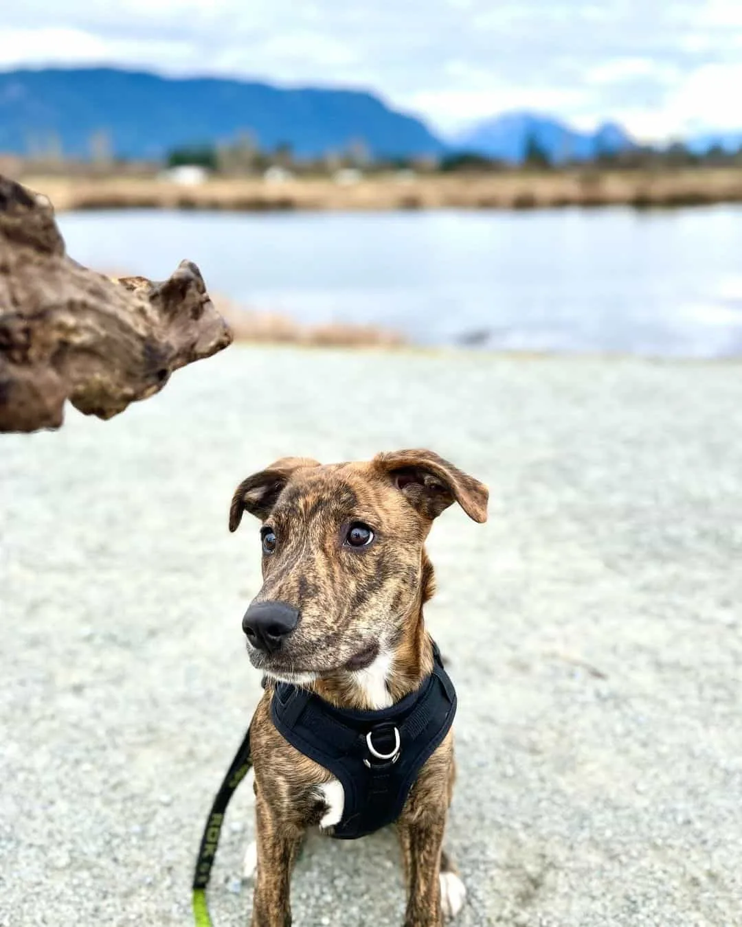 A Guide To The Unique Plott Hound Pitbull Mix