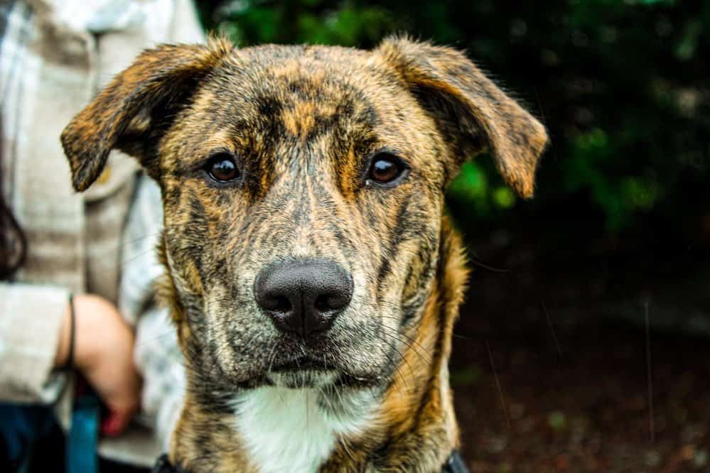 plott hound pitbull mix portrait