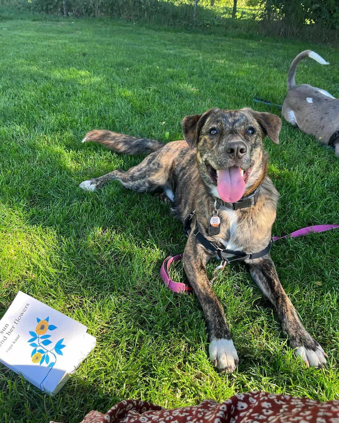 plott hound pitbull mix sitting