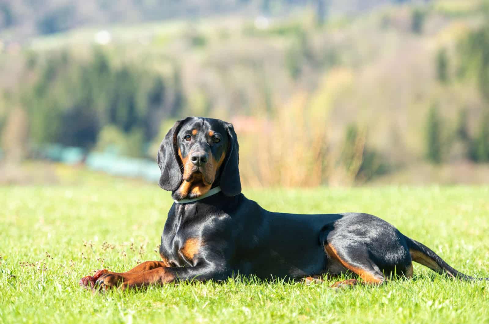 polish hunting dog