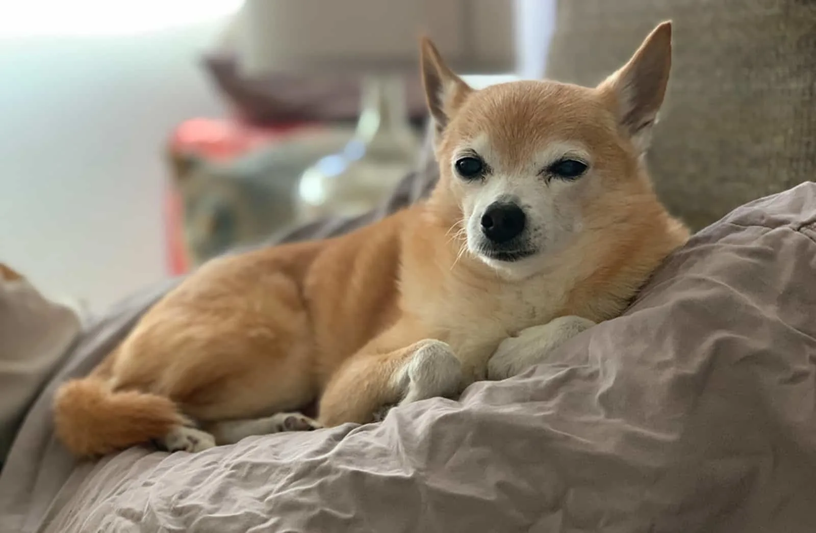pomchi dog lying on the bed