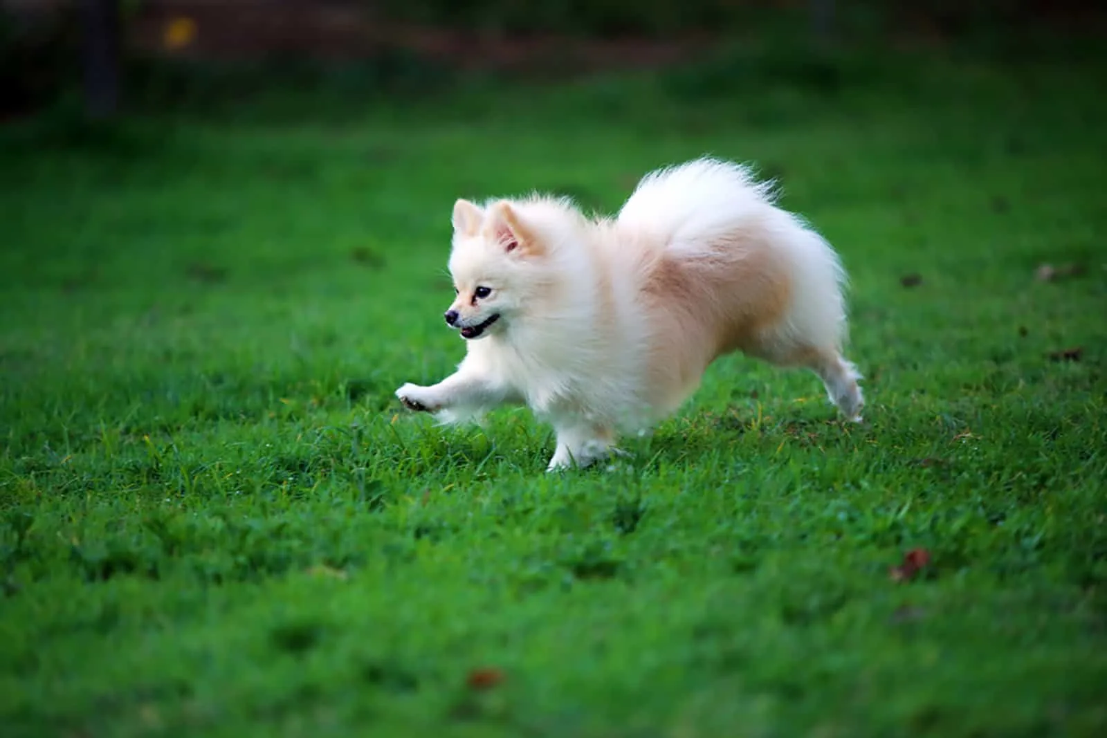 pomeranian dog running in the park