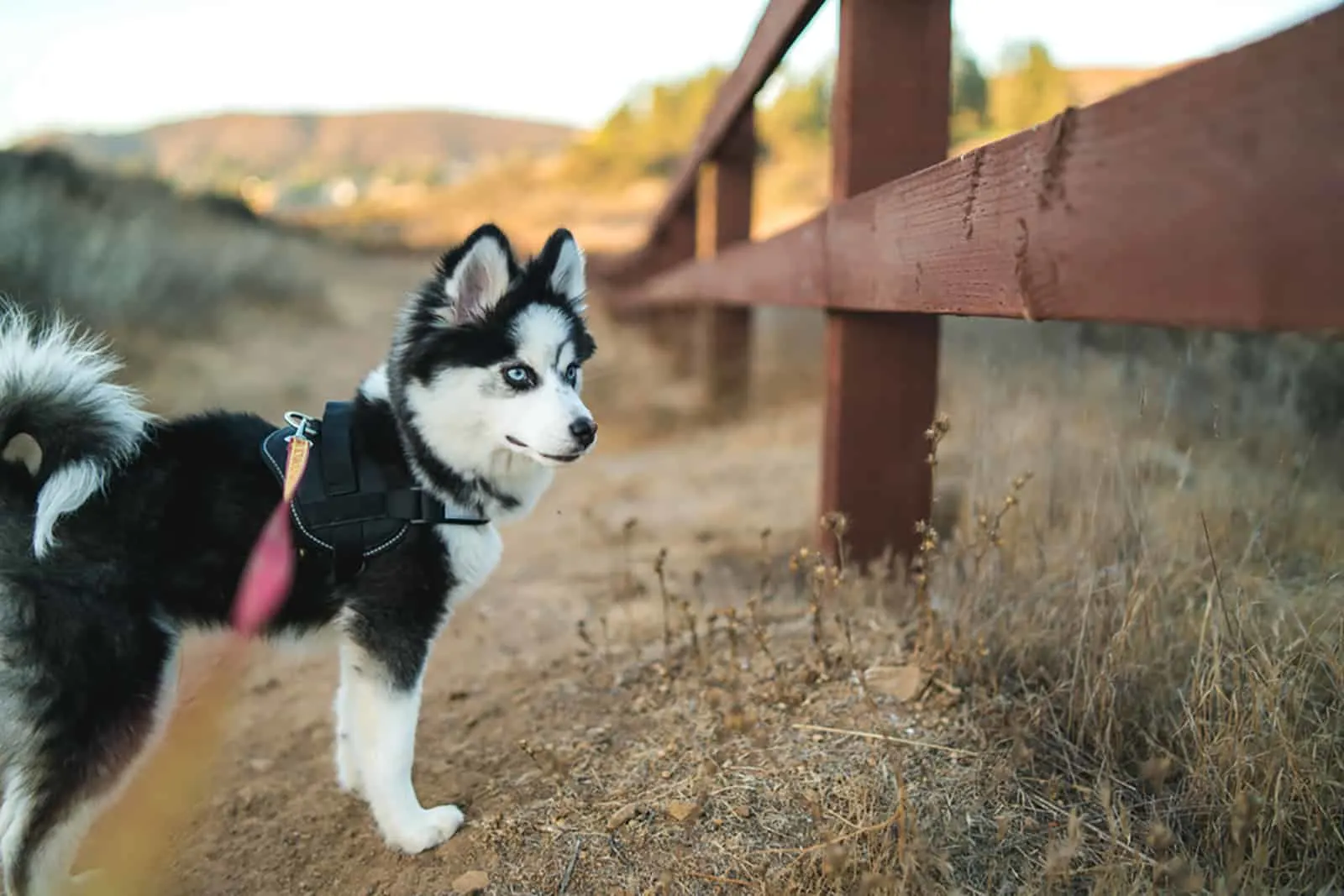 pomsky dog standing near the fence at countryside