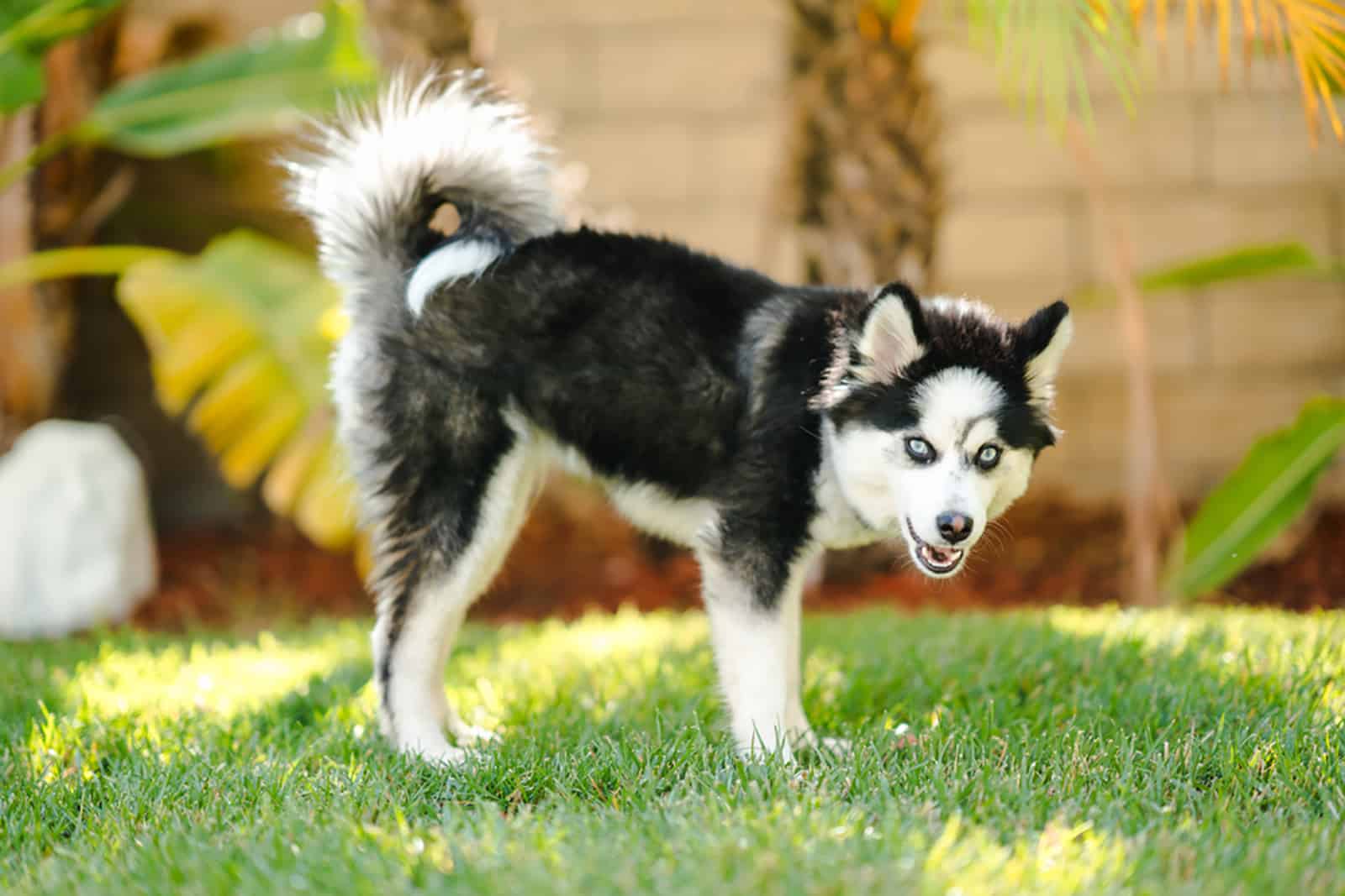 pomsky puppy standing in the grass