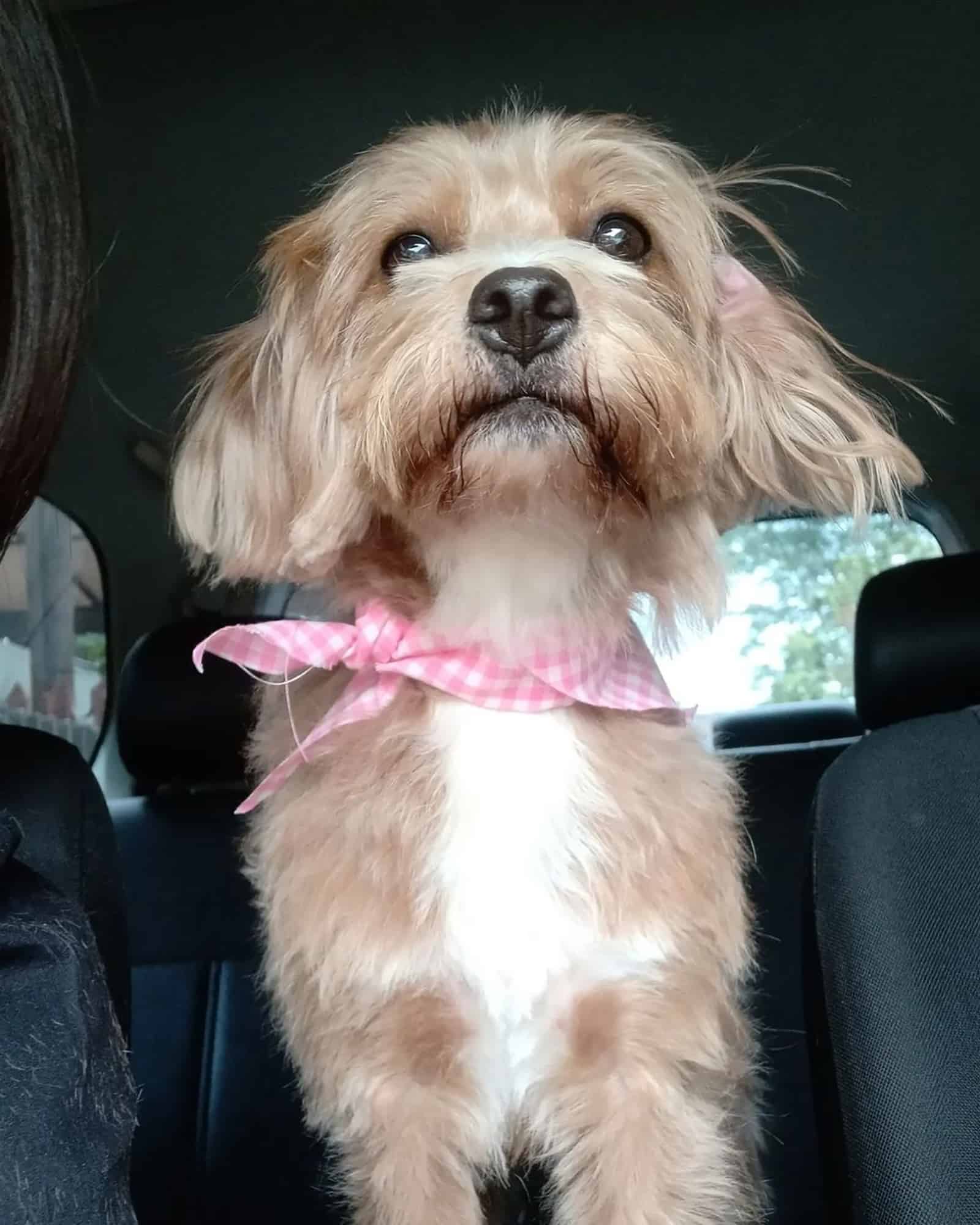 poodle beagle mix sitting in the car