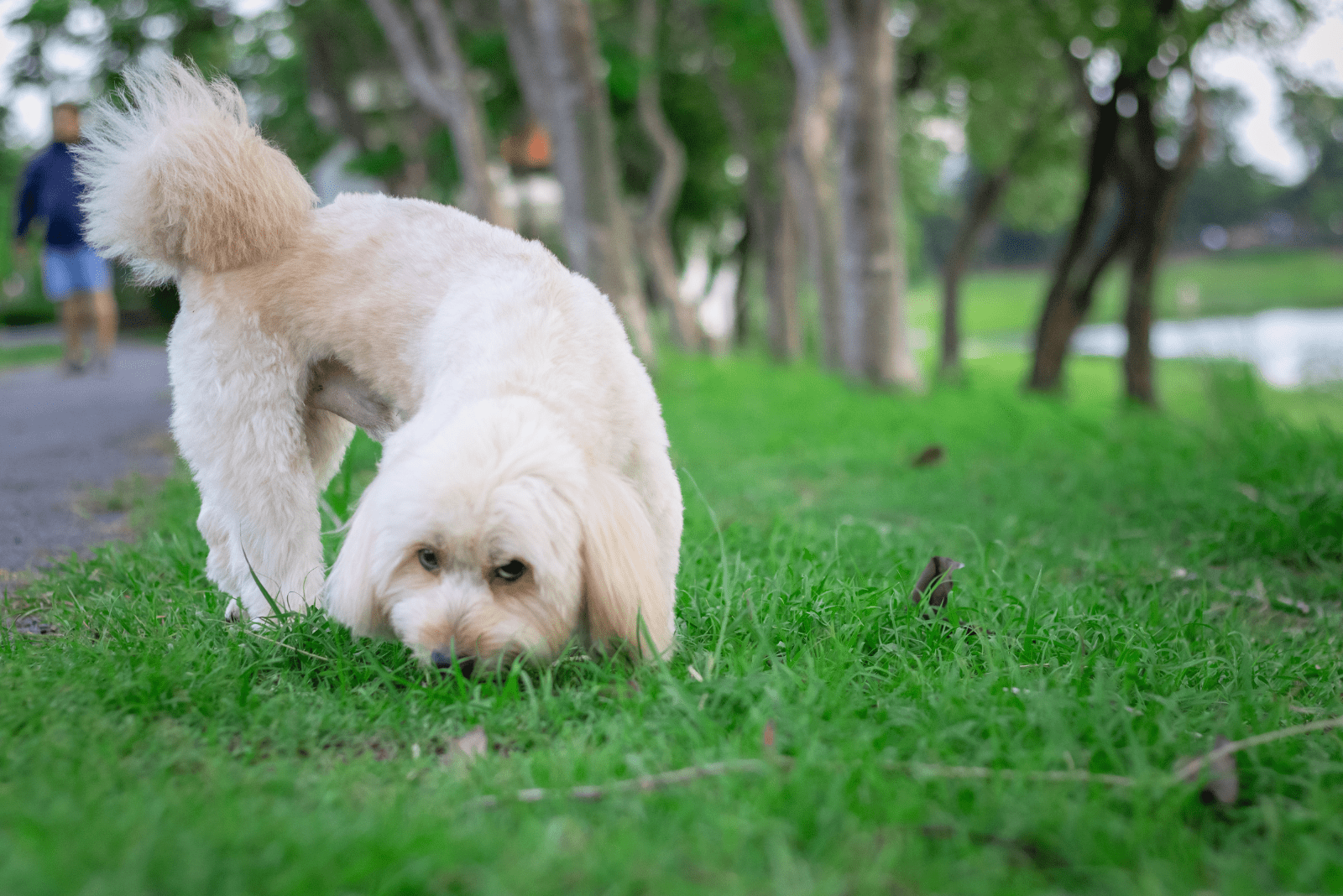 poodle dog eats grass