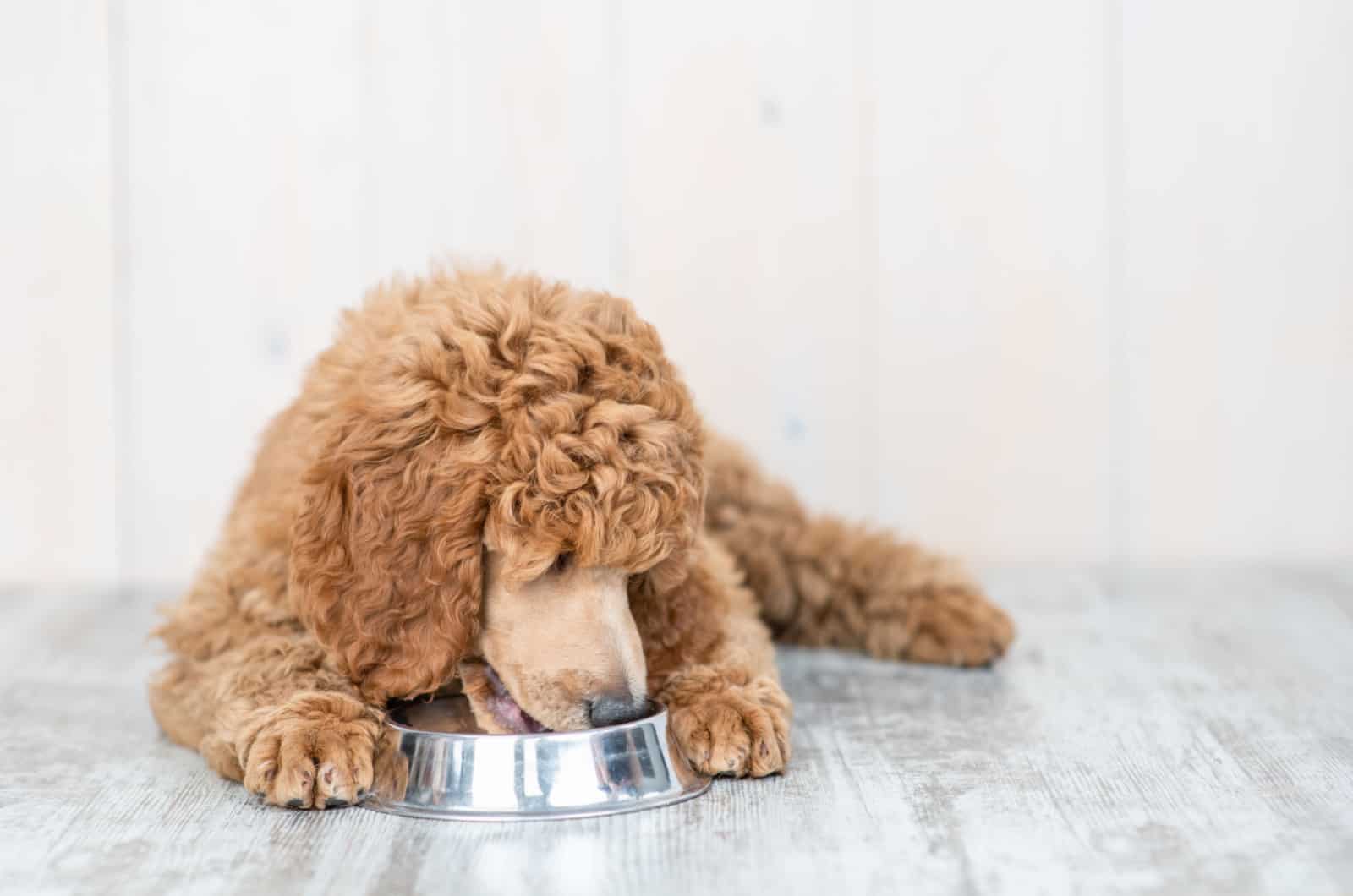 poodle eating from a bowl