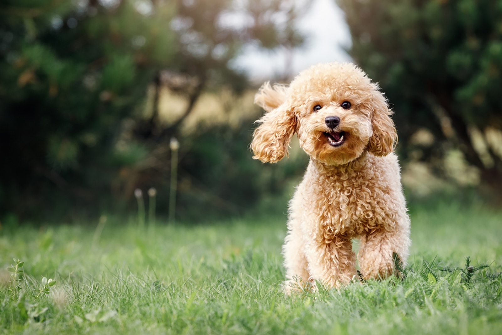 poodle puppy running in the park