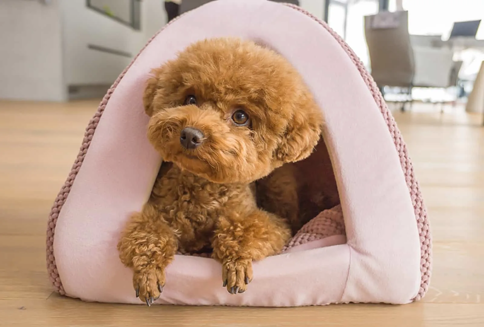 poodle puppy lying in toy house