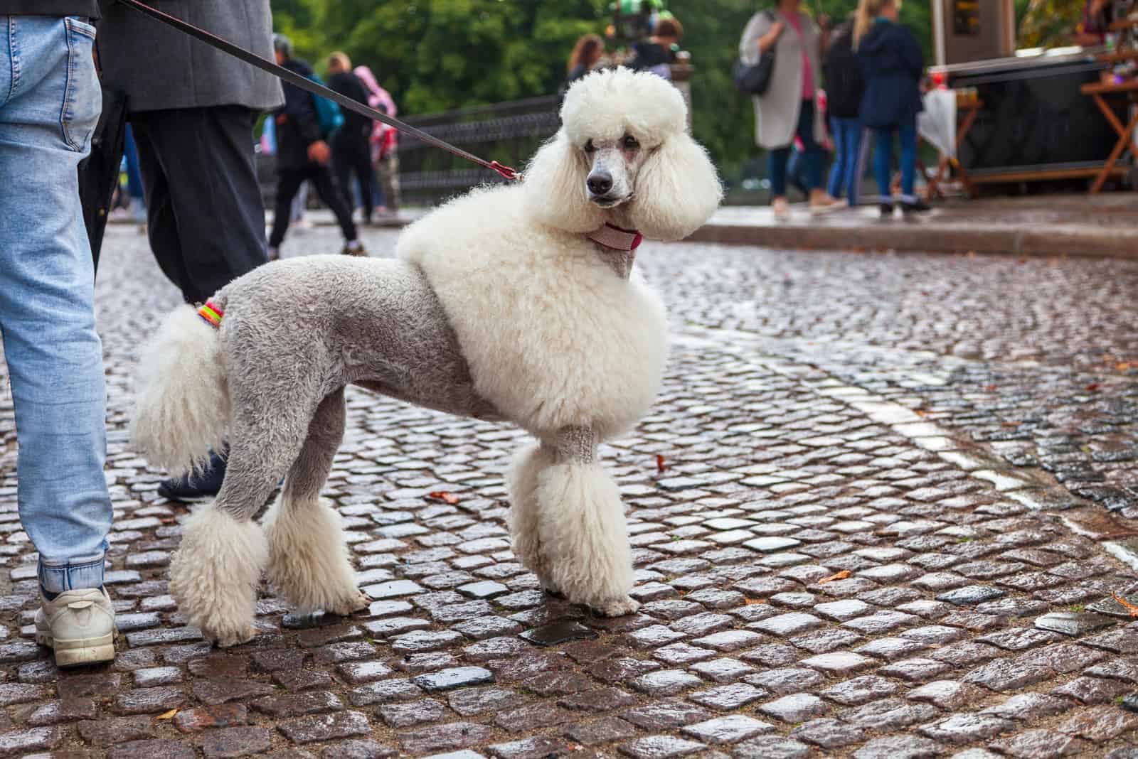 poodle with Jacket And Pants Cut