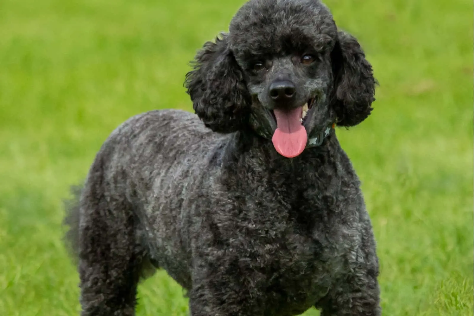 poodle with Urban Cut