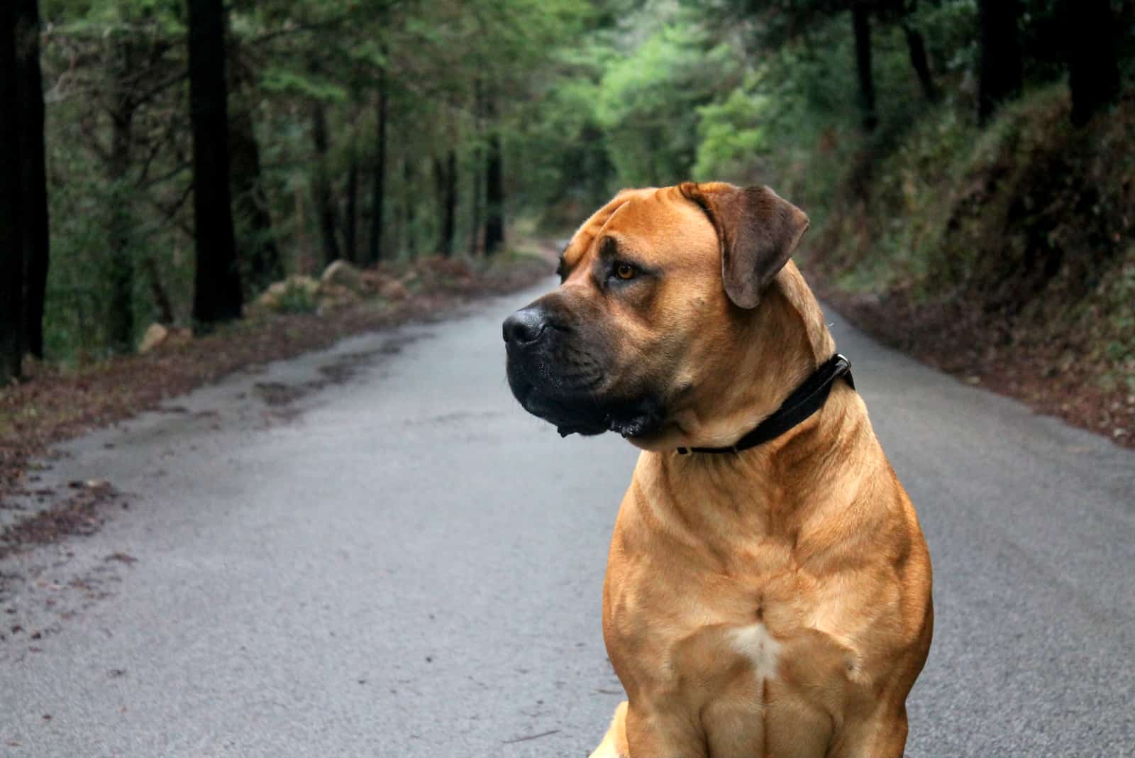 portrait of a boerboel in nature