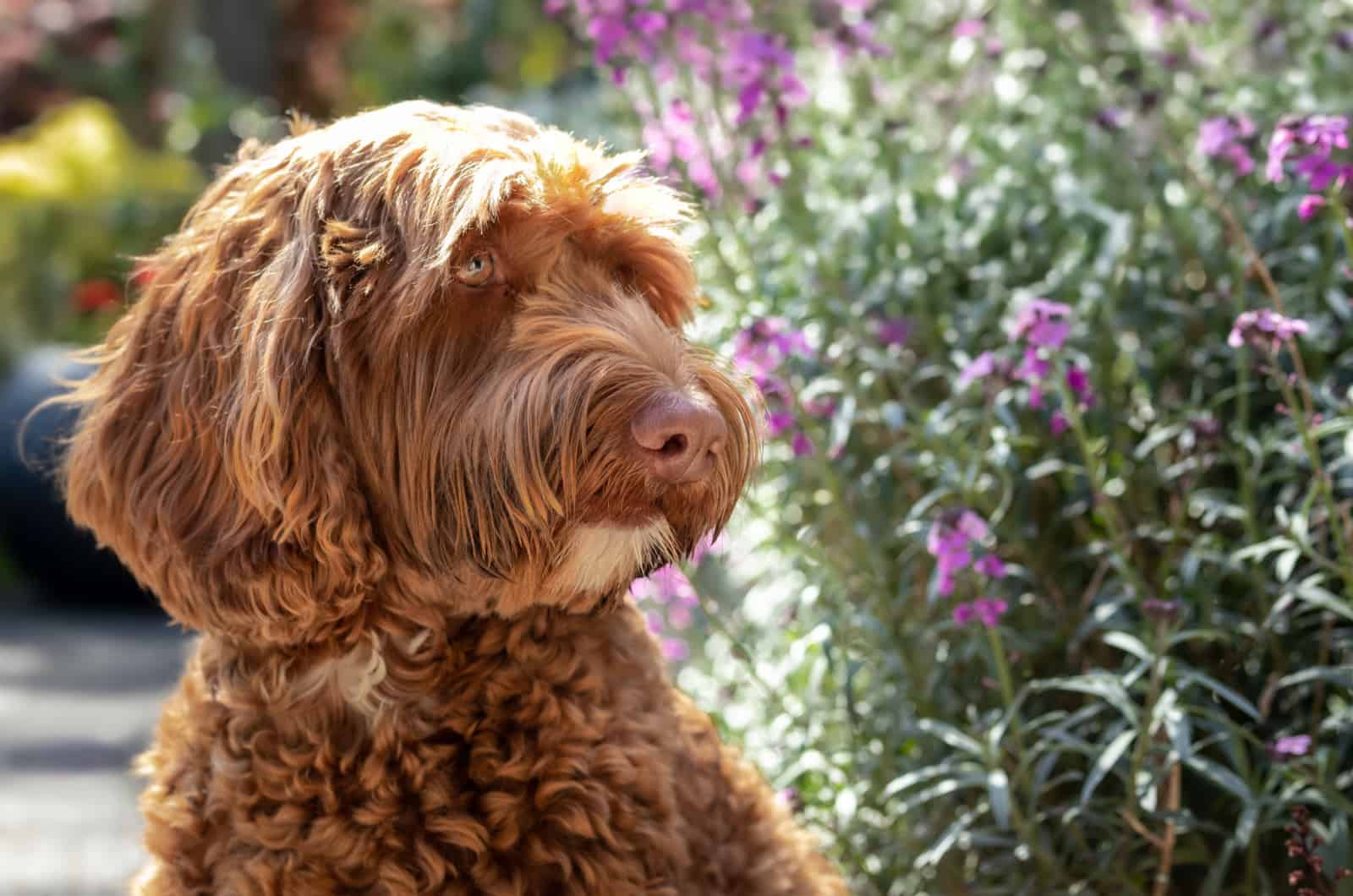 portrait of a chocolate labradoodle