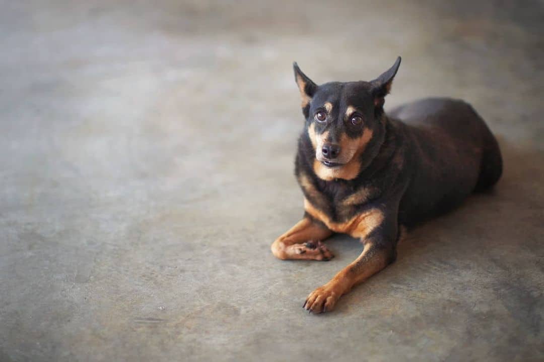 portrait of a gsd chihuahua mix