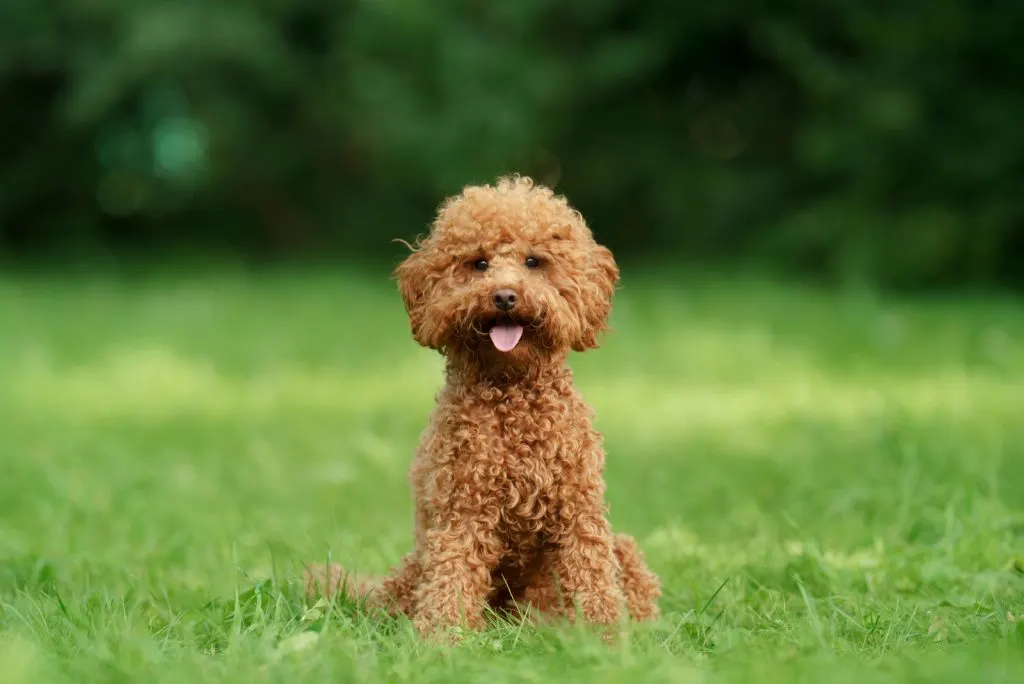 portrait of a miniature poodle