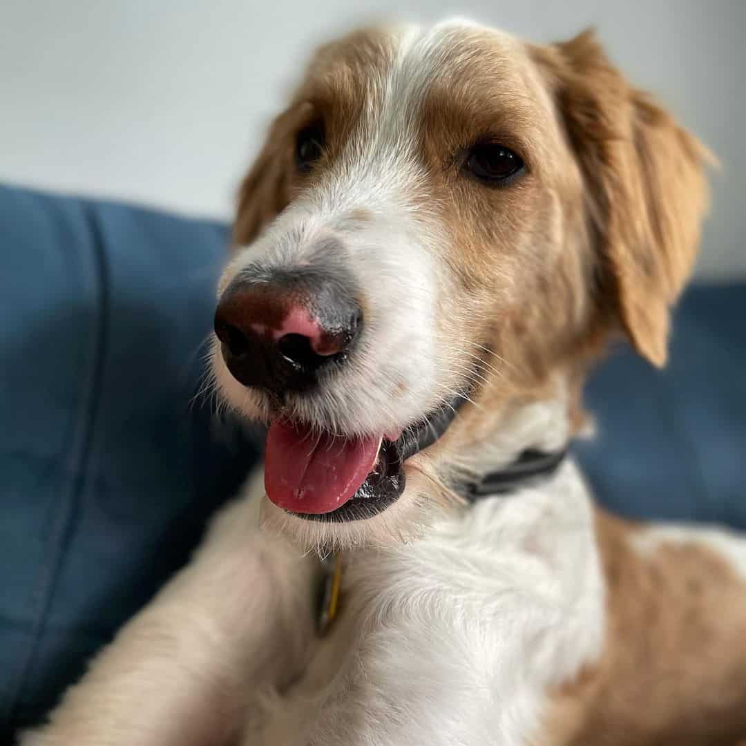 portrait of a straight hair goldendoodle