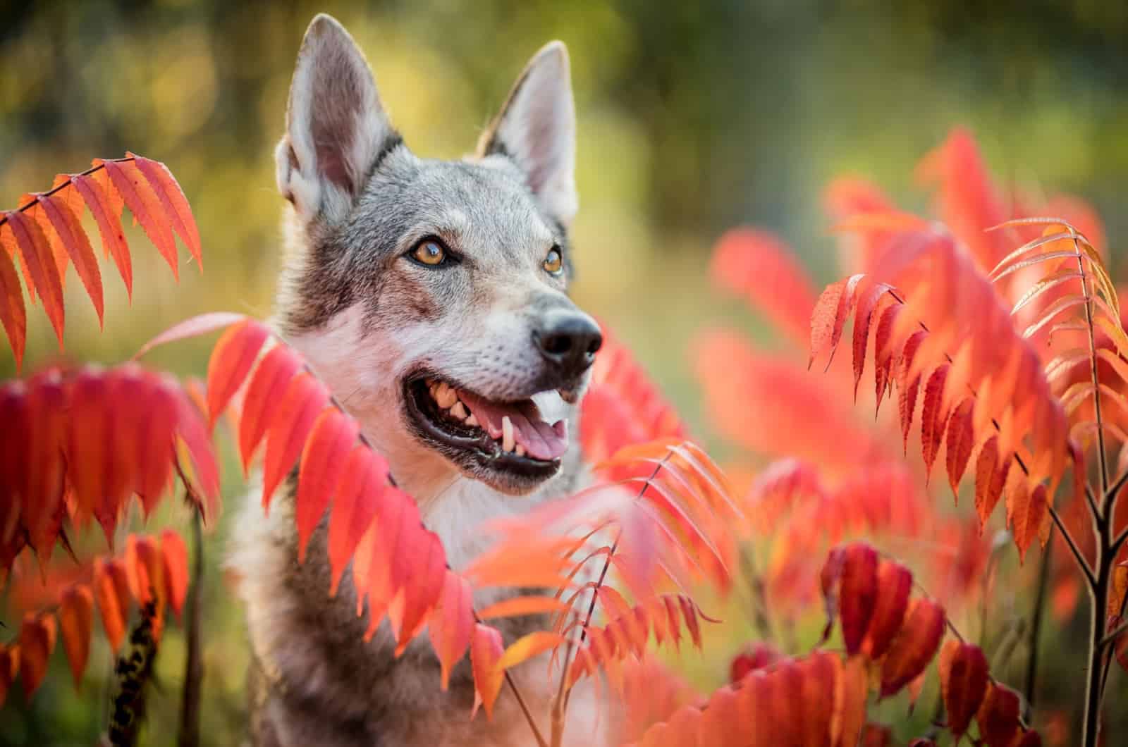 portrait of a wolfdog