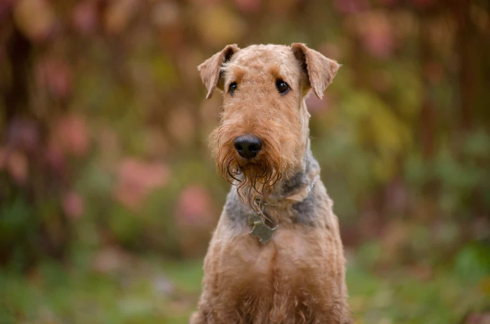 portrait of an Airedale Terrier
