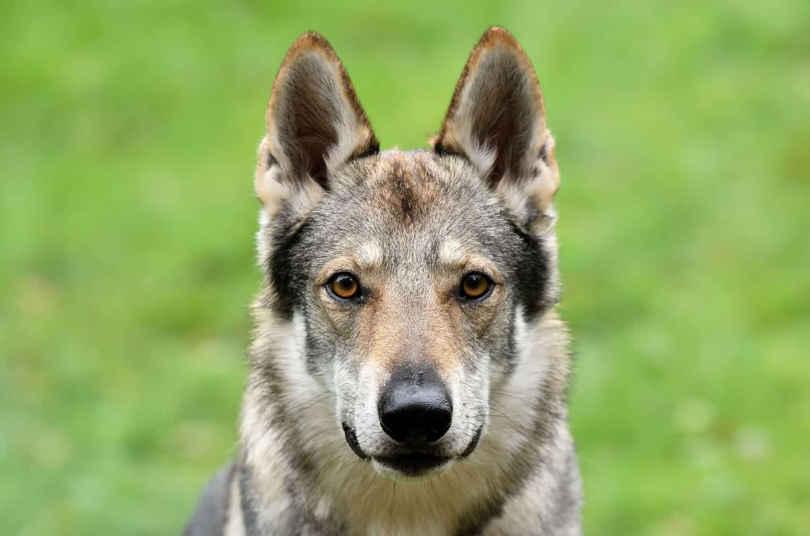 portrait of an adult wolfdog