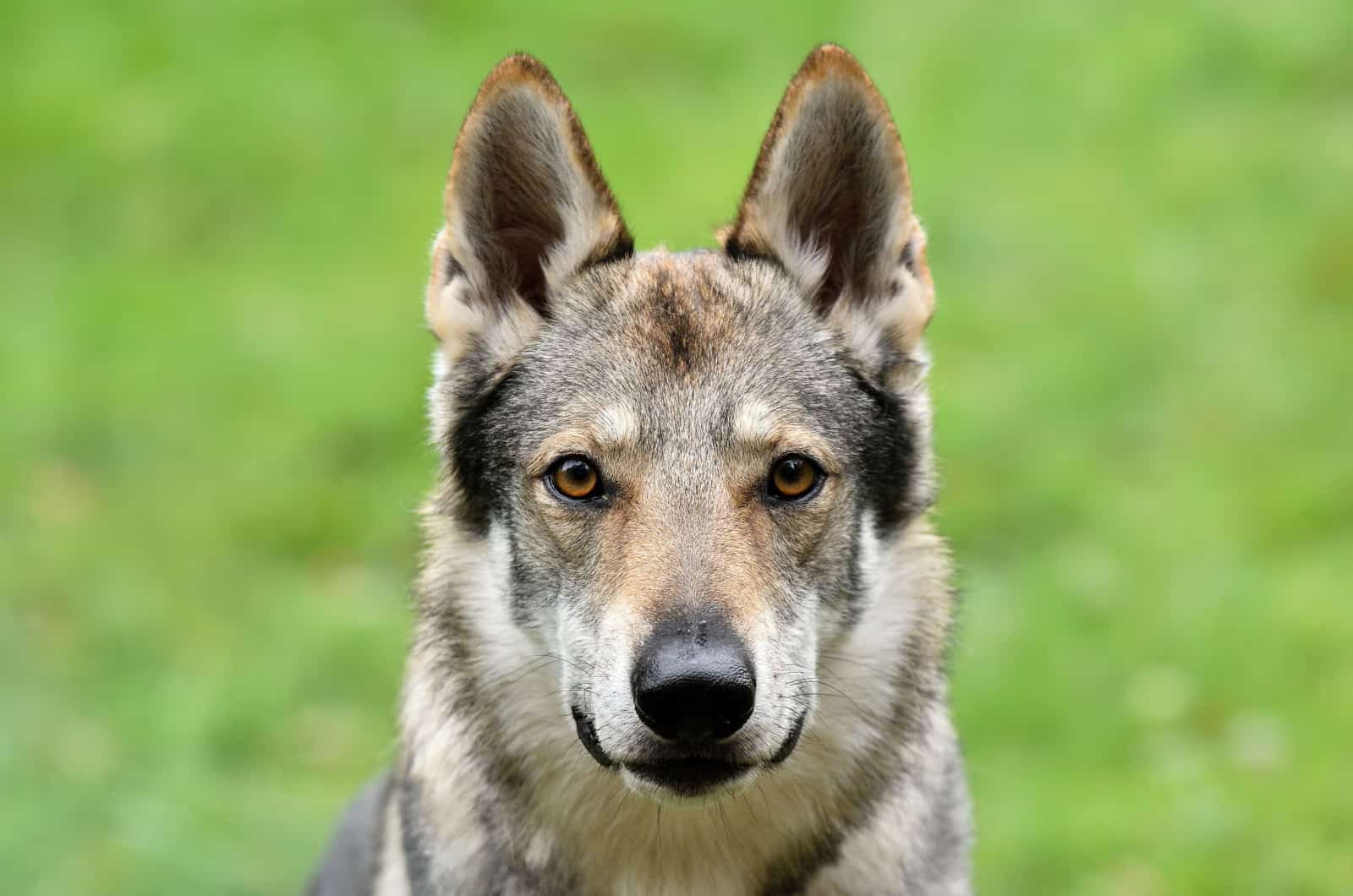 9 Best Wolfdog Breeders In The U.S.