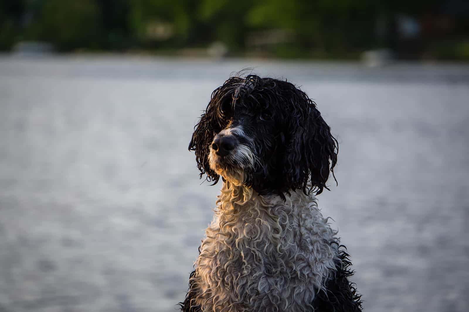 portuguese water dog in front of the lake
