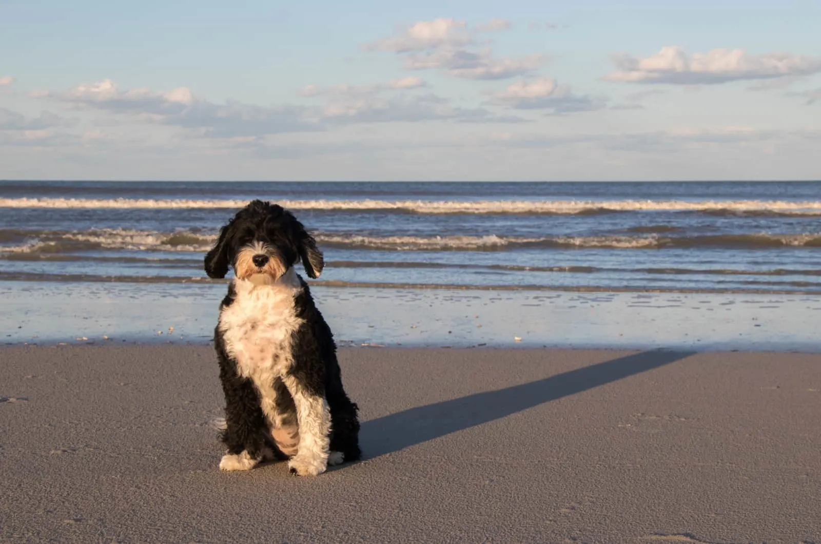 portuguese water dog at the seashore