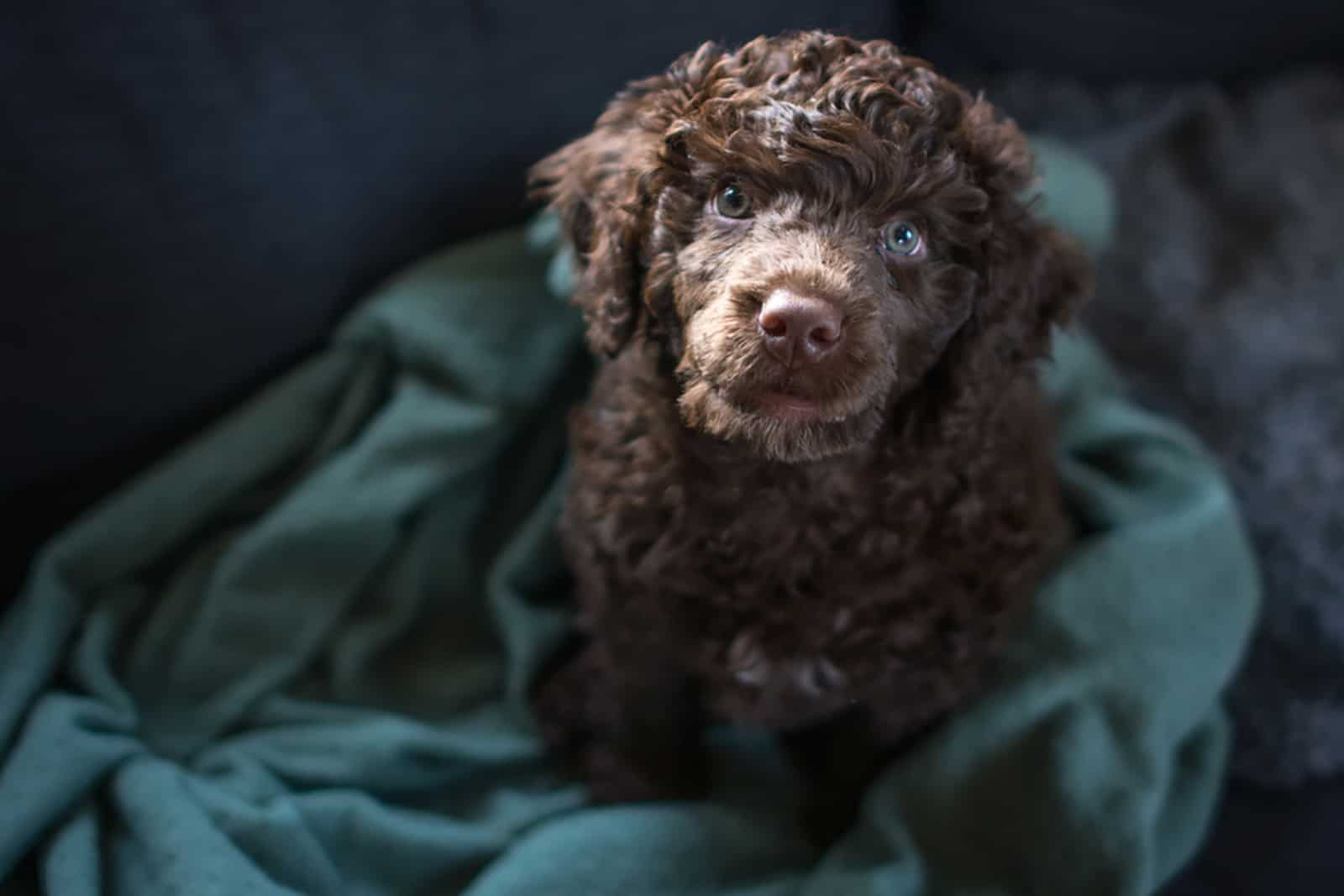 portuguese water dog puppy sitting in the bed