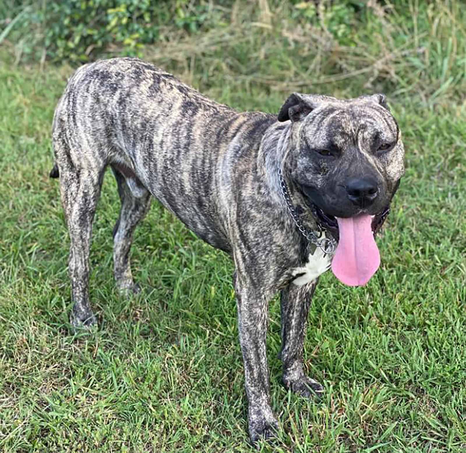 presa canario pitbull dog standing on the grass in the park