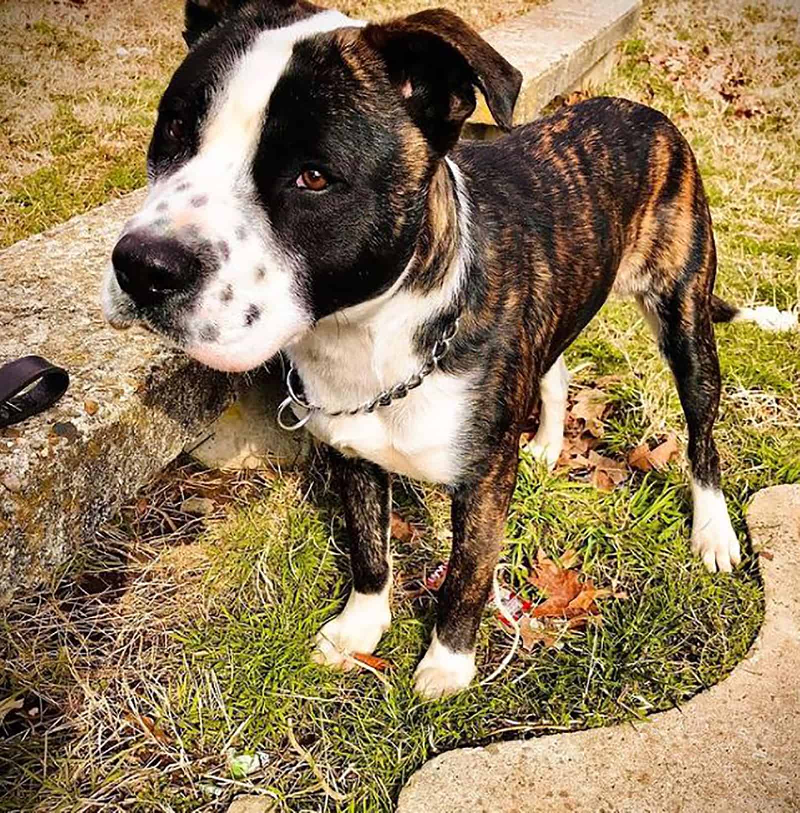 presa canario pitbull dog standing in the park