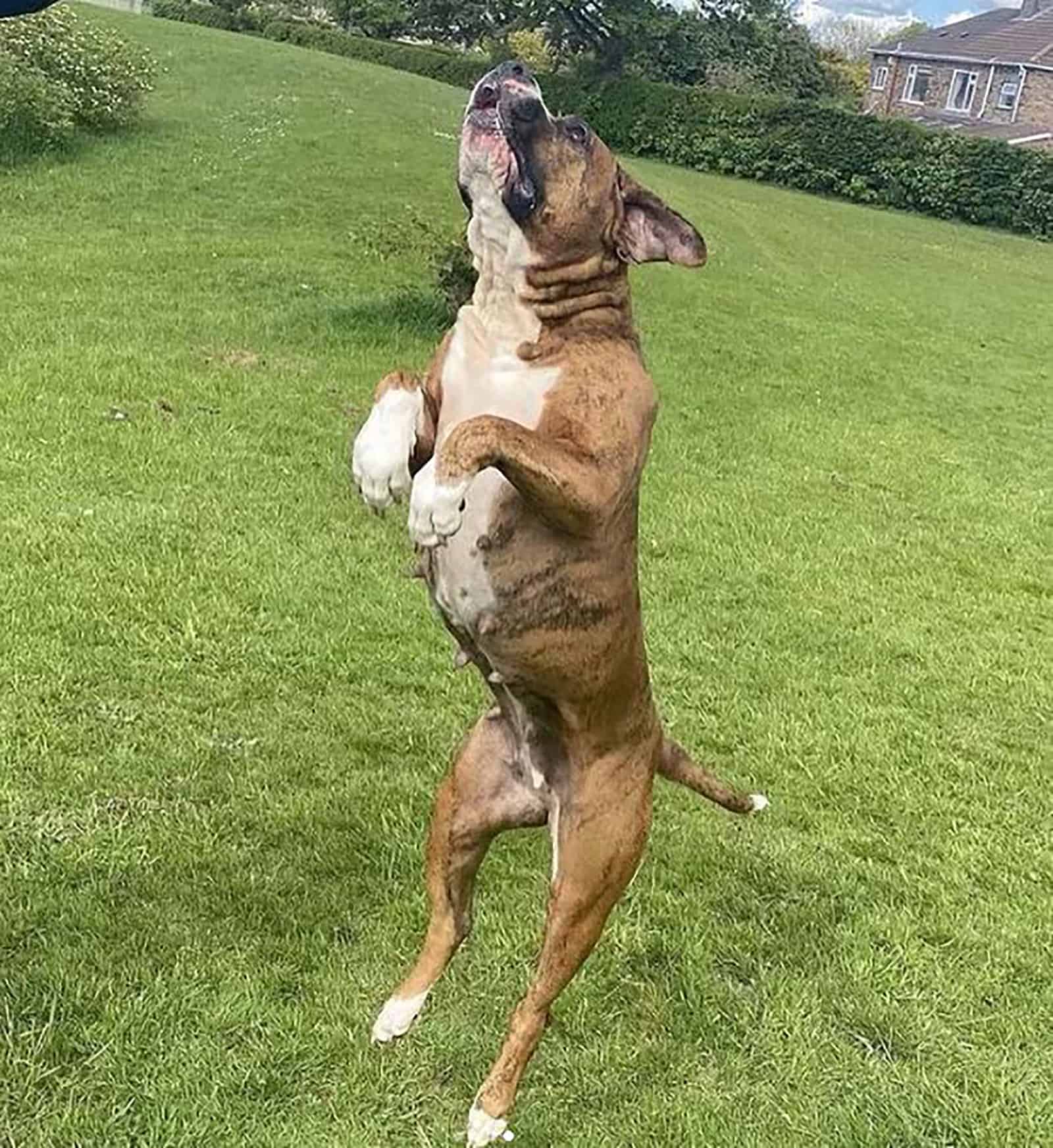 presa canario pitbull jumping in the park