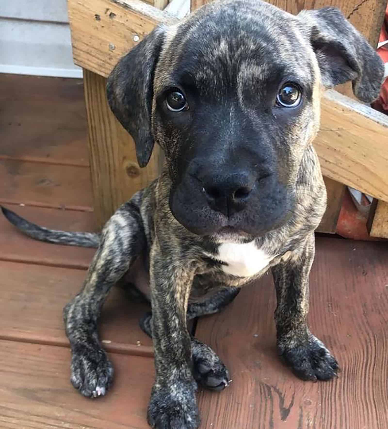 presa canario pitbull puppy sitting on a wooden floor