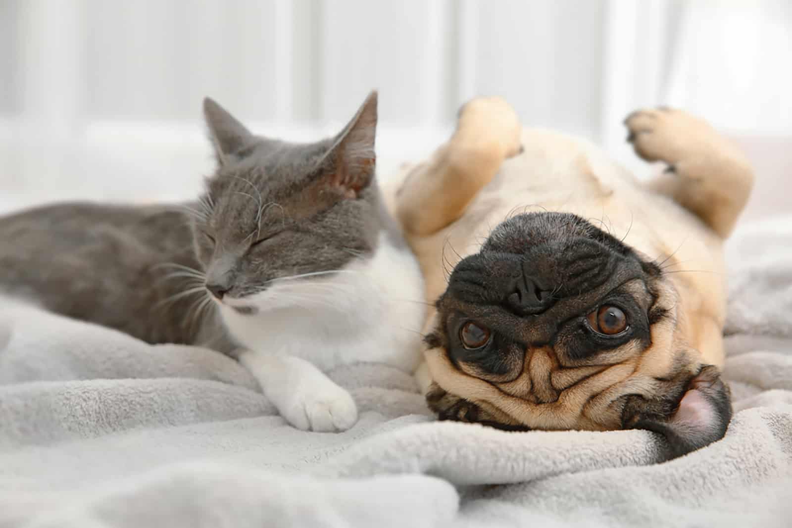 pug and cat lying together