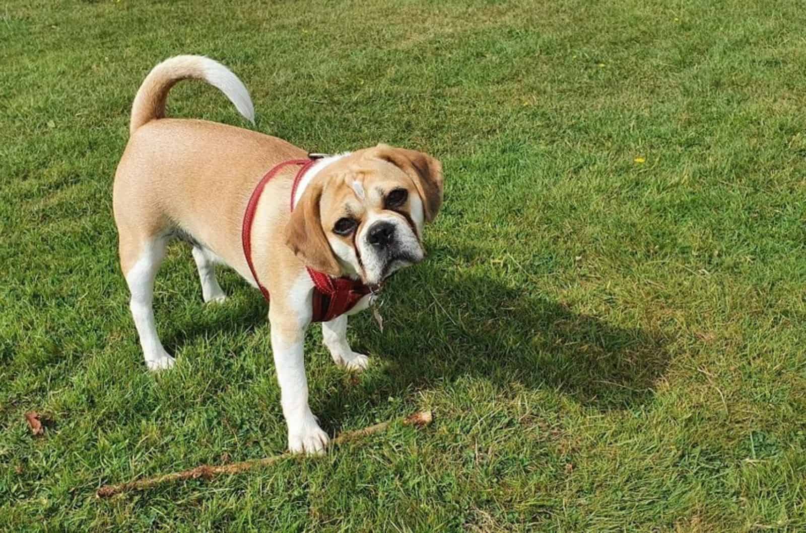 pug beagle mix standing on the lawn