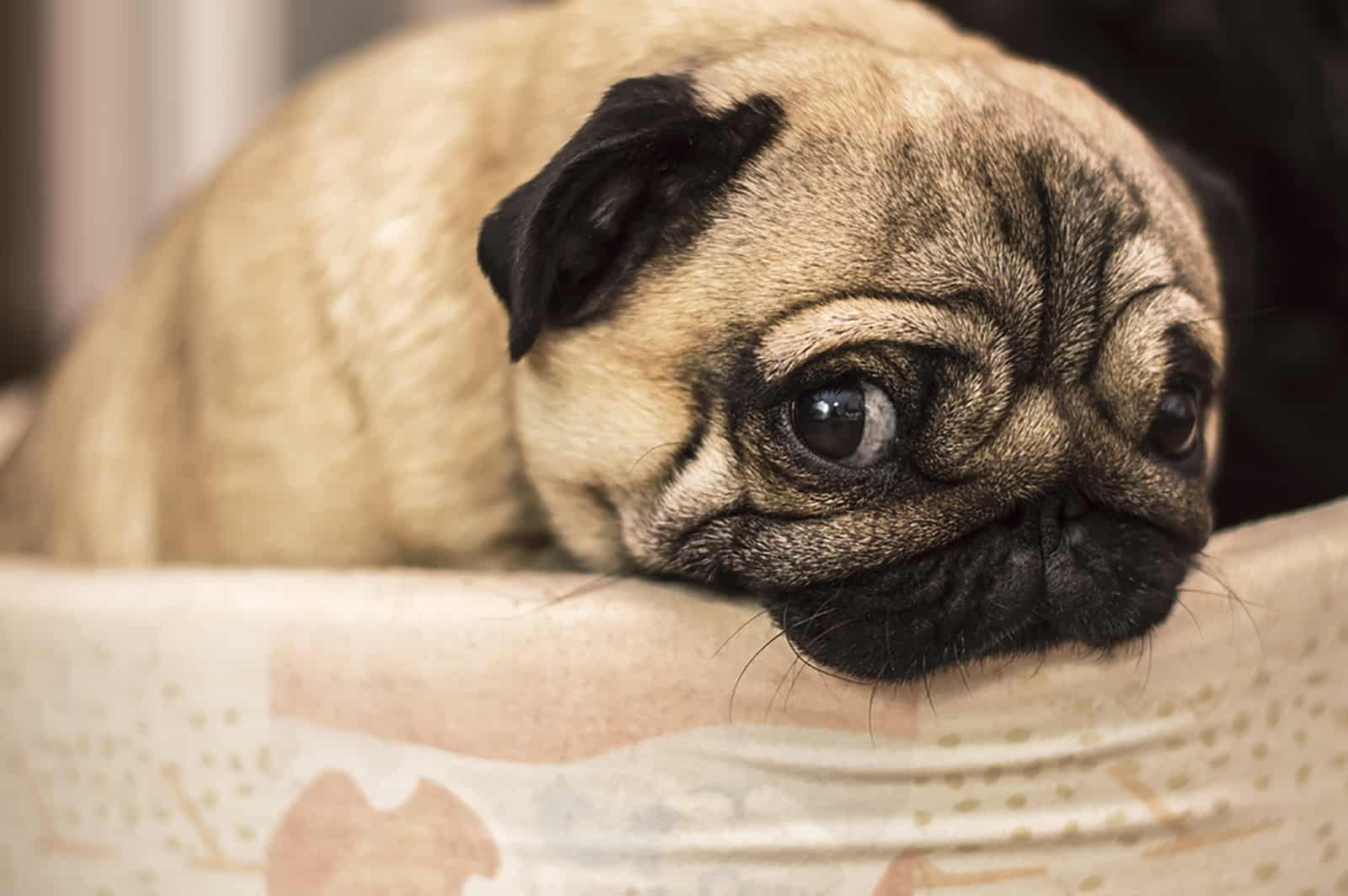 pug dog looking aside why lying on the couch