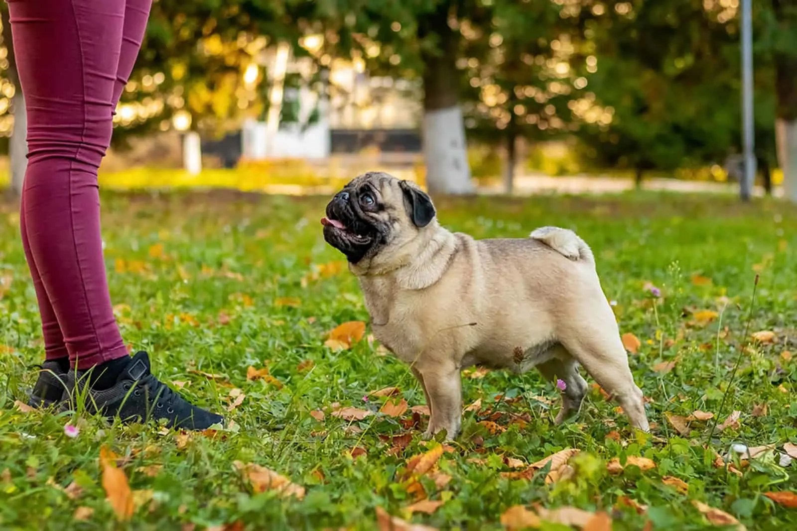 pug dog looks carefully at its owner in the park