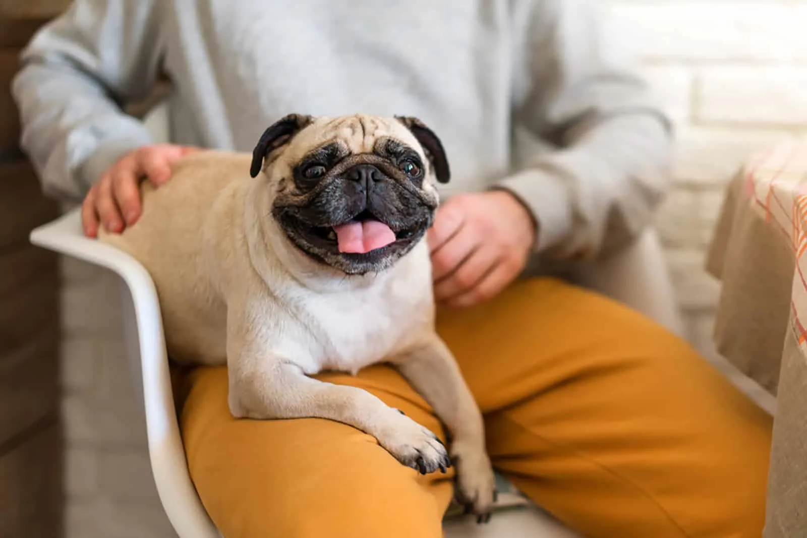 pug dog sitting in his owner's lap in the kitchen