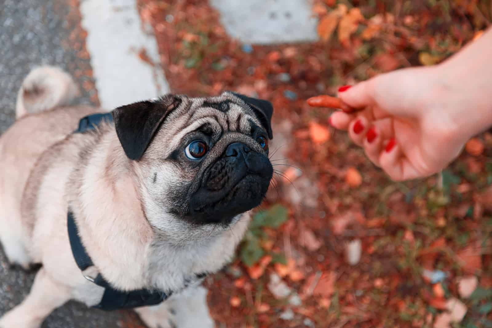 pug dog looking at feeding hand