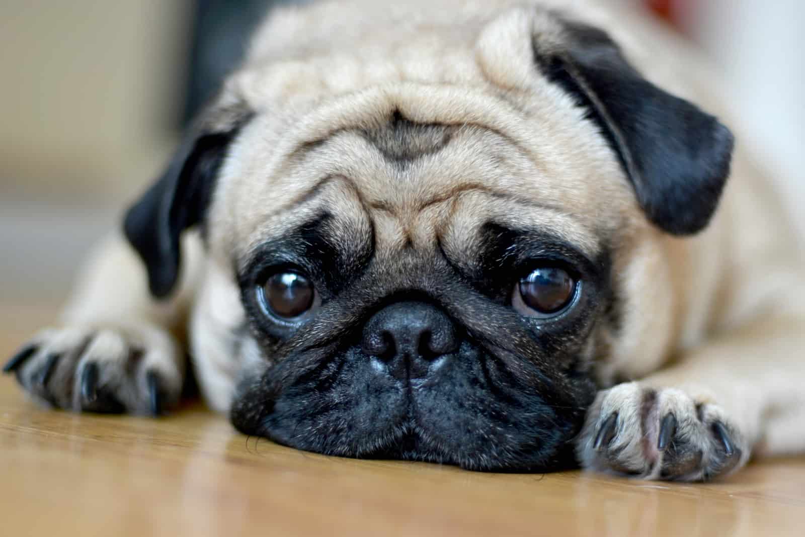 pug lying on floor