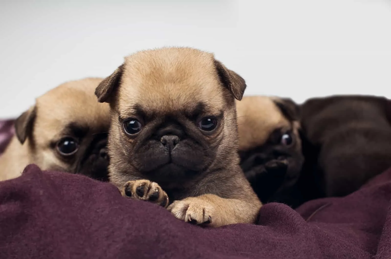 pug puppies lying in the bed