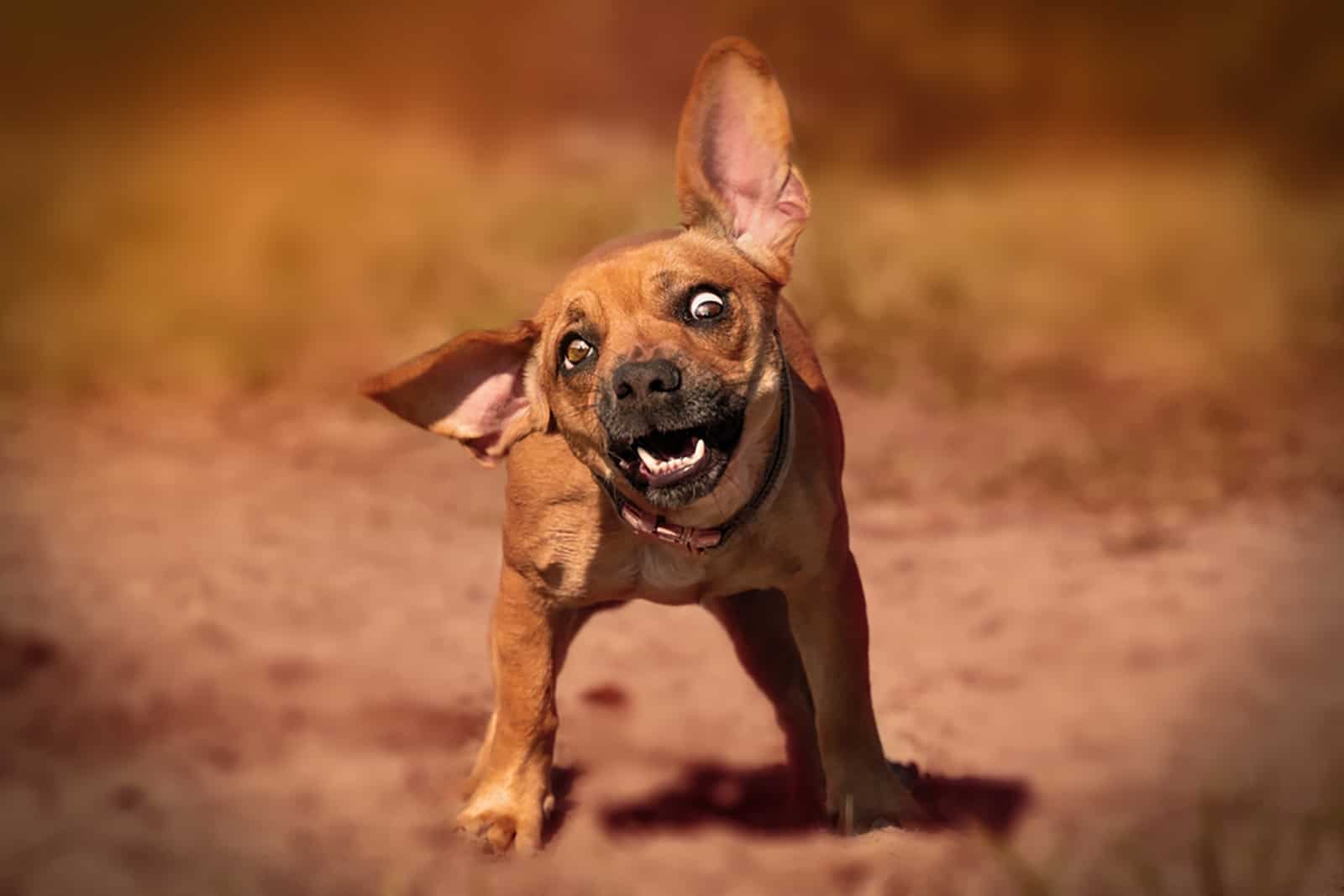 puggle dog playing in the park