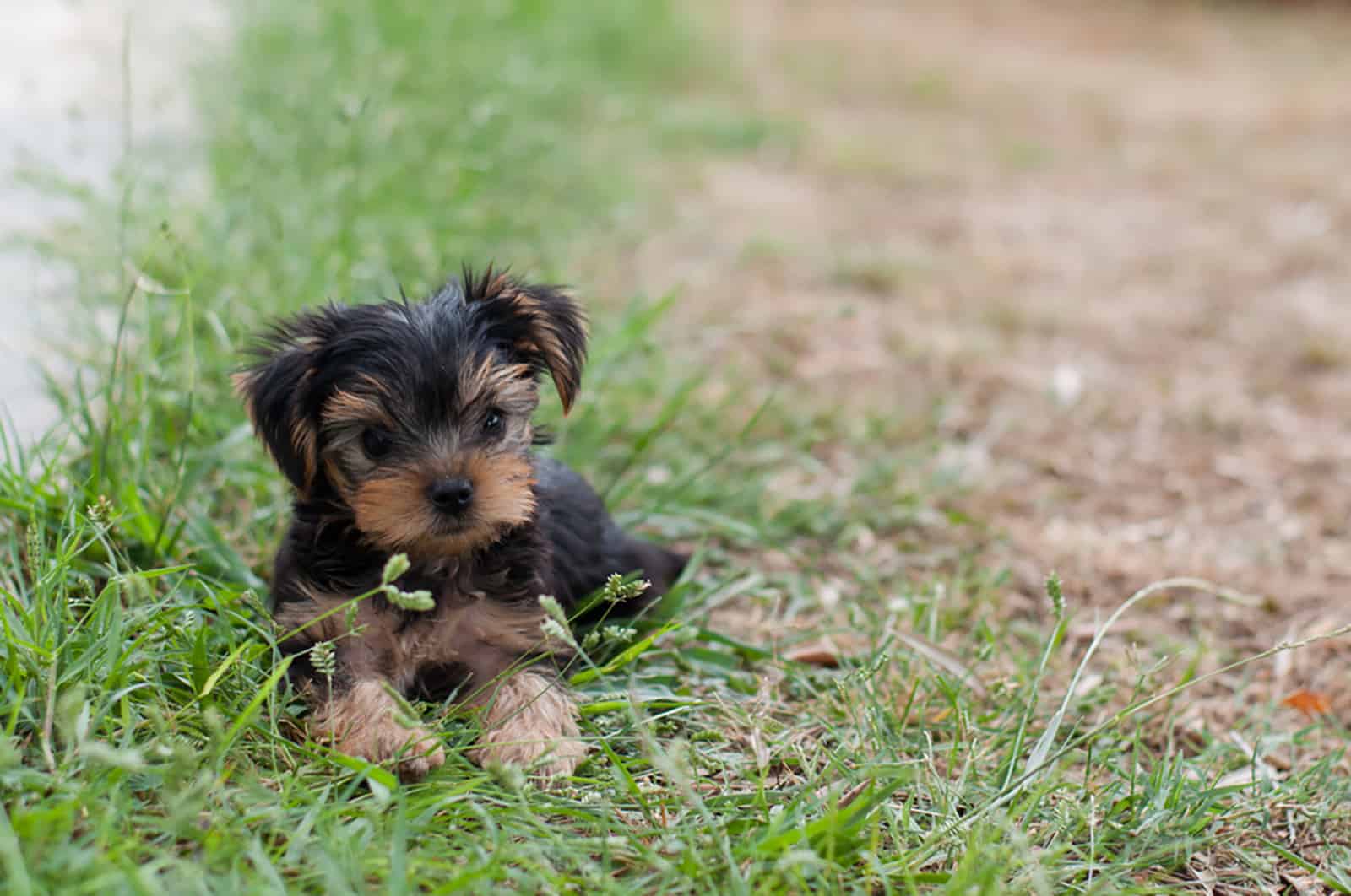 puppy yorkie lying in the grass