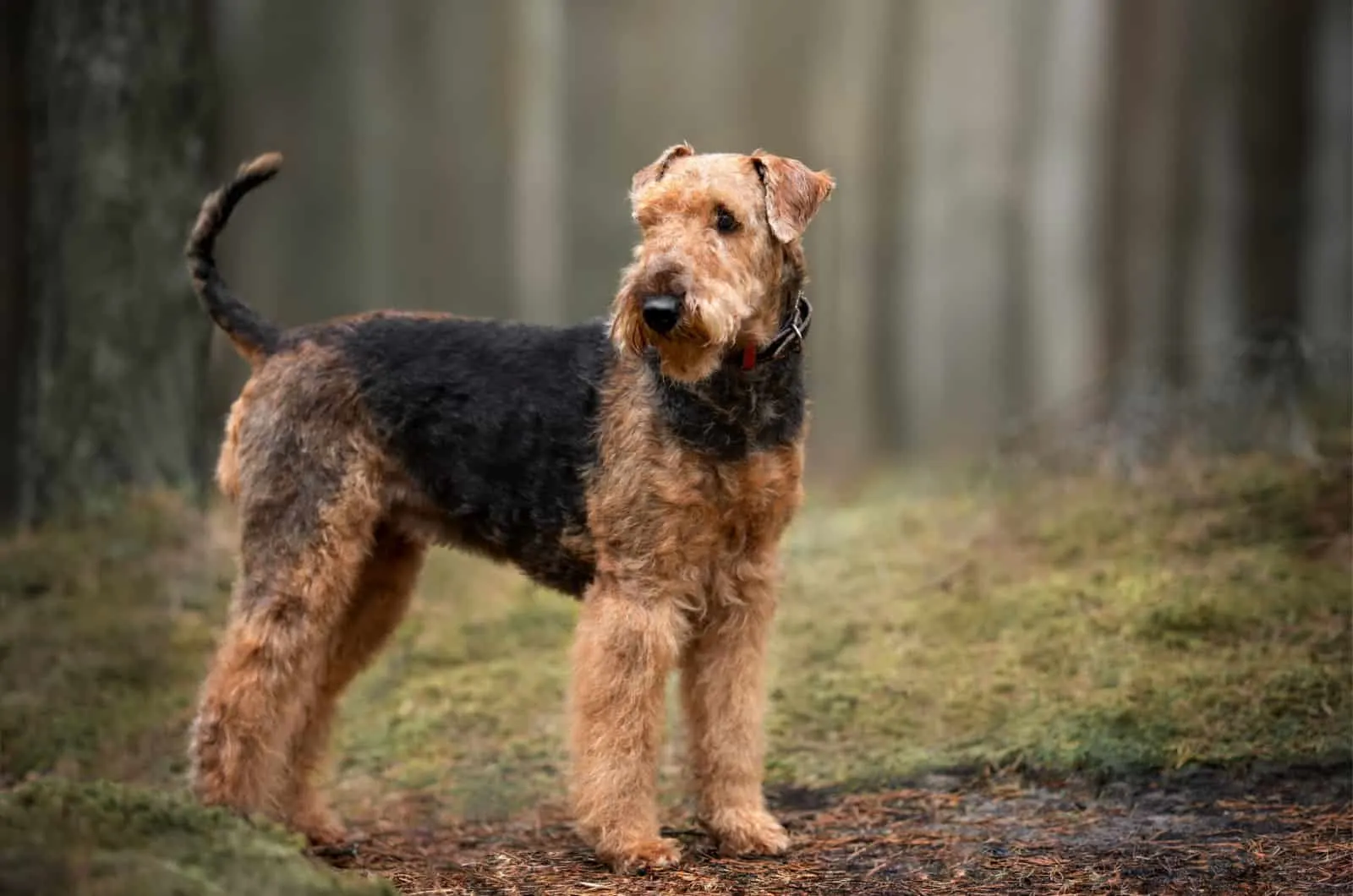 purebred Airedale Terrier
