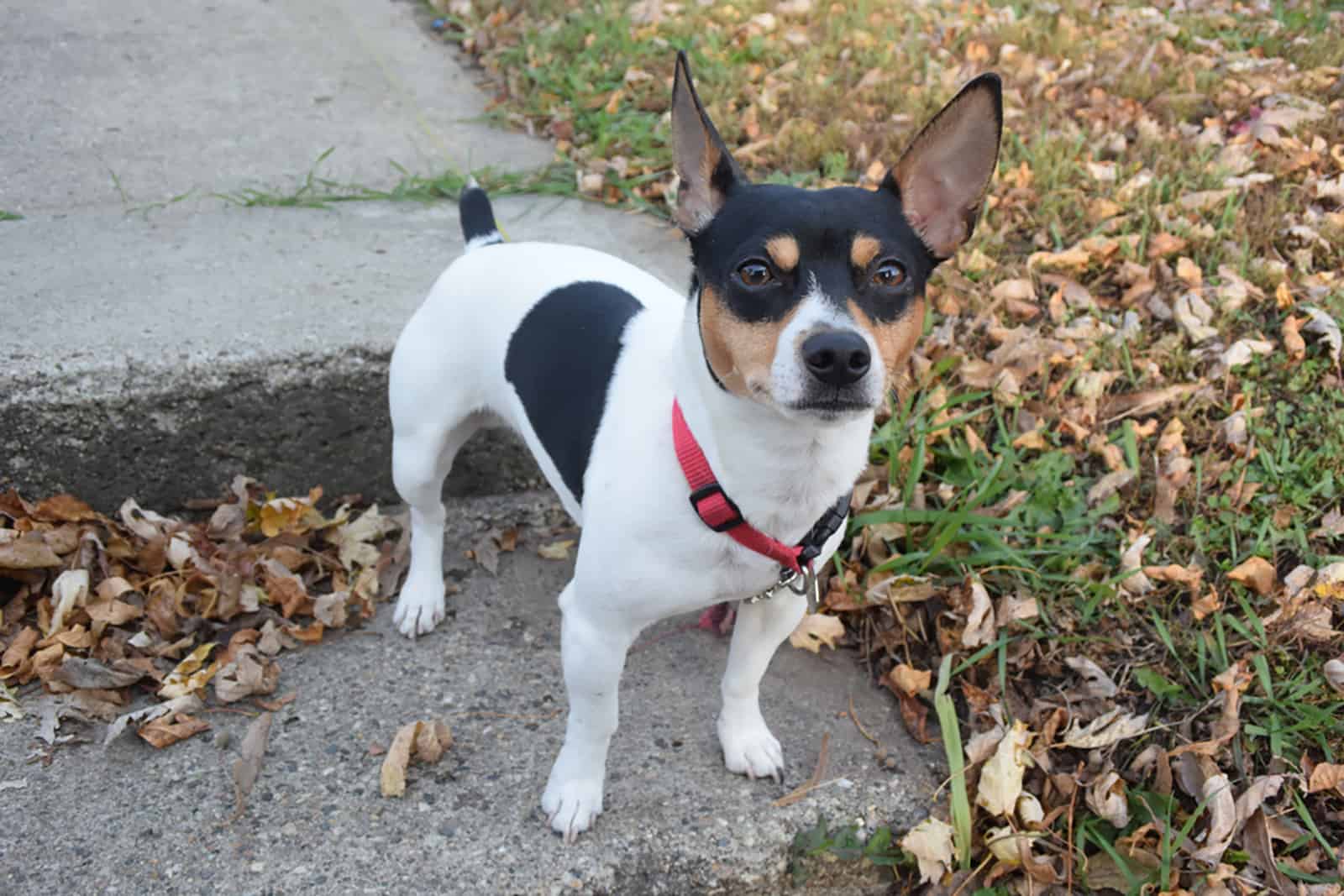 rat terrier puppy outdoors