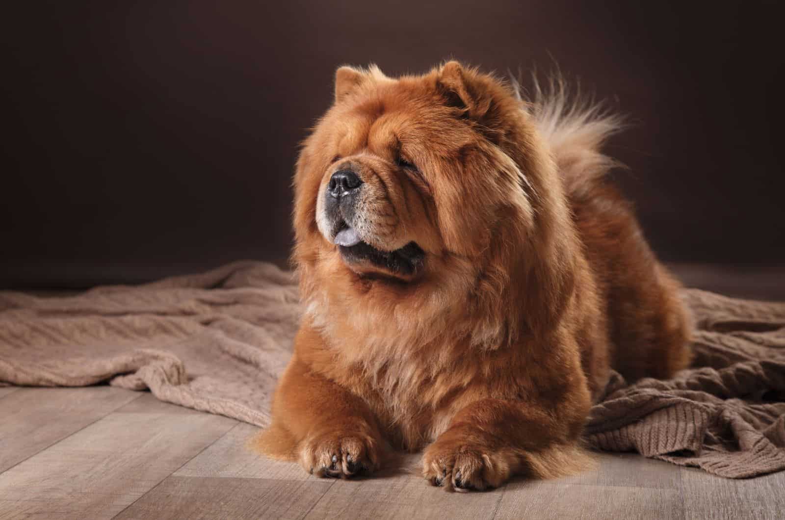 red Chow Chow