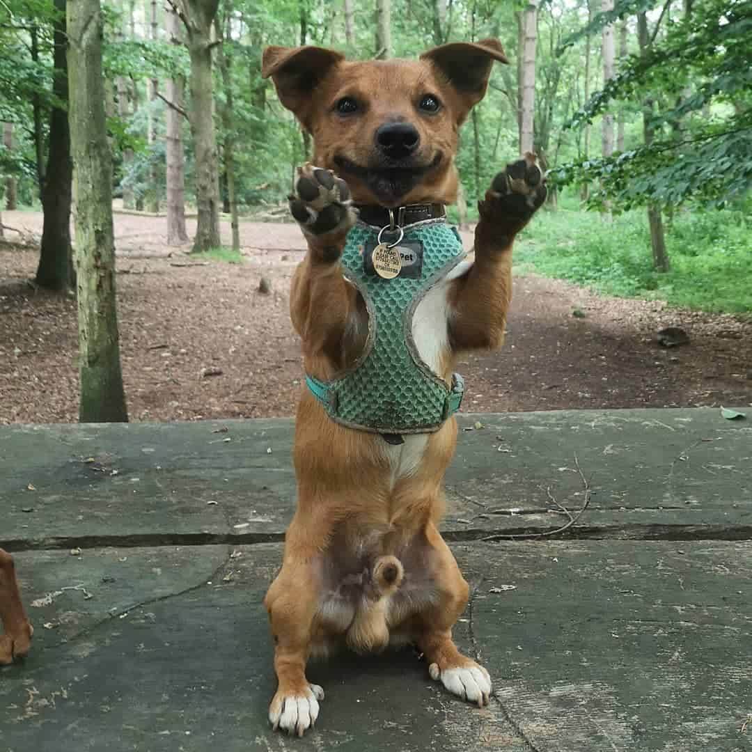 red and white jack russell