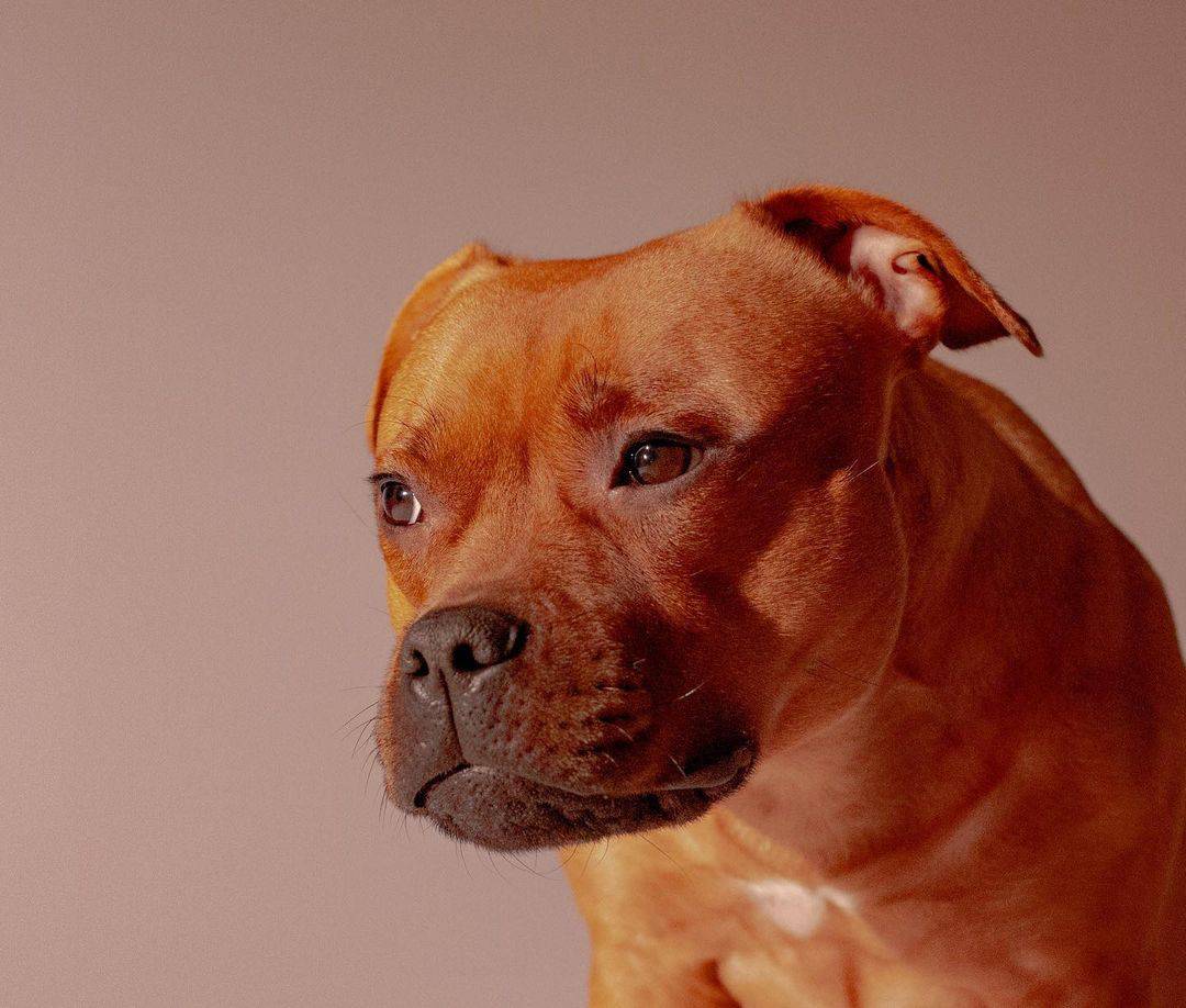 red staffordshire bull terrier